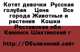 Котят девочки “Русская голубая“ › Цена ­ 0 - Все города Животные и растения » Кошки   . Ростовская обл.,Каменск-Шахтинский г.